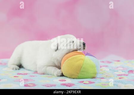 White Swiss Shepherd puppy Stock Photo