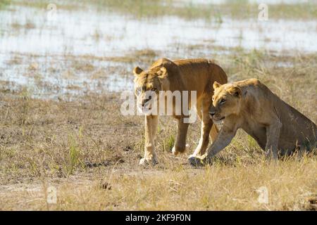 2 Lionesses, Panthera leo, walk together along the Chobe River's edge. Chobe National Park, Botswana, Africa Stock Photo