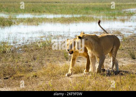 2 Lionesses, Panthera leo, are together at the Chobe River's edge. Chobe National Park, Botswana, Africa Stock Photo