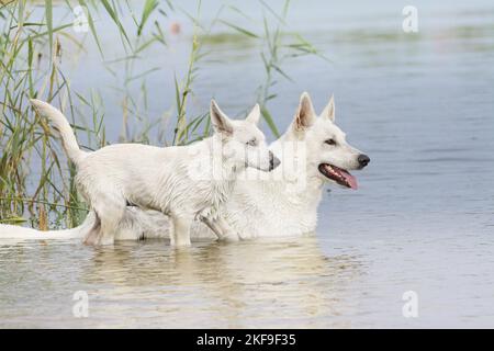 White Swiss Shepherd in the Water Stock Photo