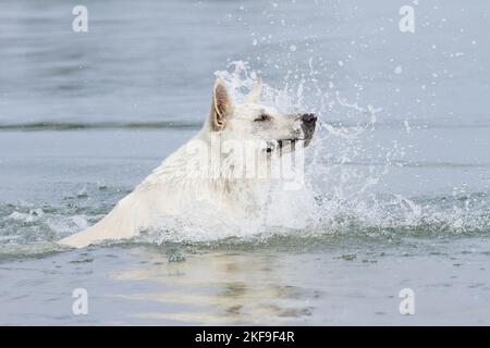 White Swiss Shepherd in the Water Stock Photo