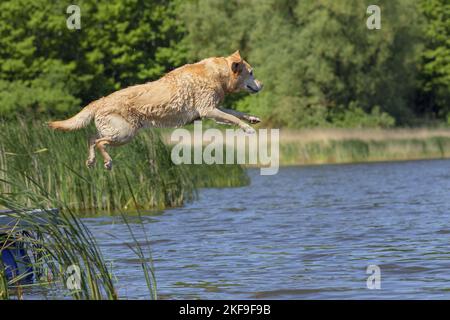 jumping Labrador Retriever Stock Photo