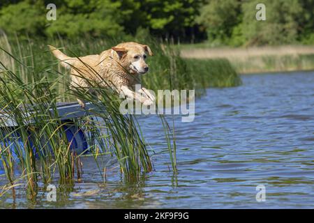 jumping Labrador Retriever Stock Photo