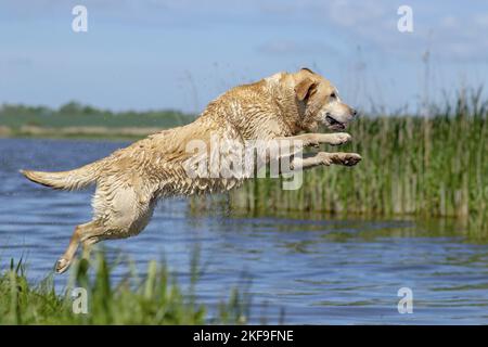 jumping Labrador Retriever Stock Photo