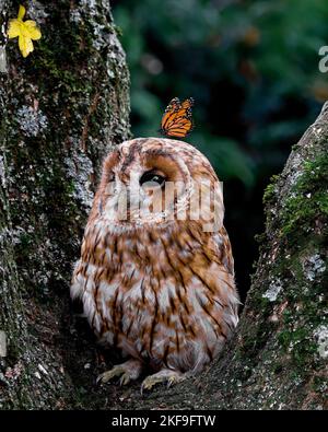THE MAGICAL moment a painted lady butterfly perched on top of a tawny owl's head has been captured in Lingfield, England. Stock Photo