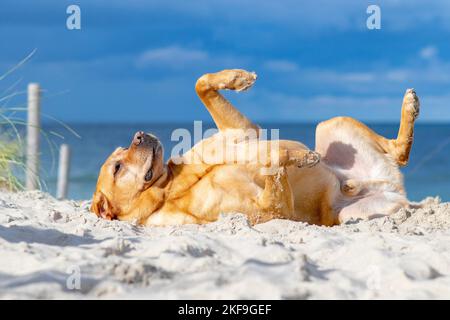 rolling Labrador Retriever Stock Photo