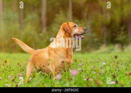 Labrador Retriever Stock Photo