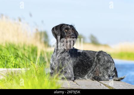 German wirehaired Pointer in summer Stock Photo