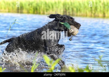 German wirehaired Pointer in summer Stock Photo