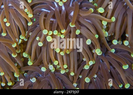 Close of detail of Sea anemone on Coral reef in papua New Guinea Stock Photo