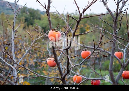 Oriental persimmon tree with ripe fruits and without leaves, during winter, Diospyros kaki Stock Photo