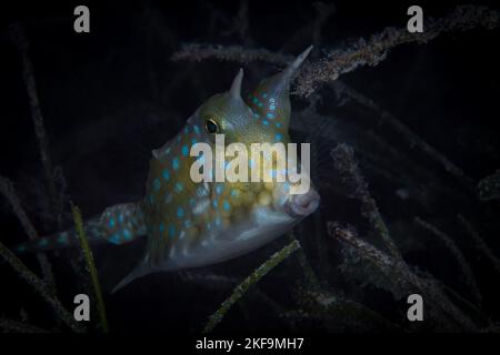 Portrait of long horn cowfish. - Lactoria cornuta Stock Photo
