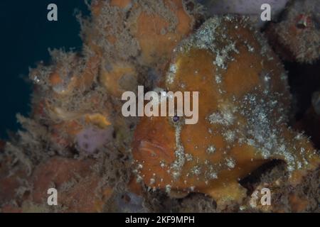 Close of detail of cryptic freckled frogfish - Antennatus coccineus Stock Photo