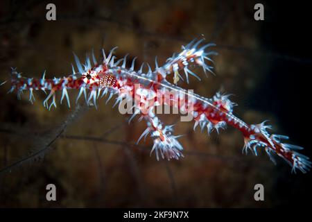 Beautiful ornate ghost pipefish camouflaging in with feather star on coral reef Stock Photo