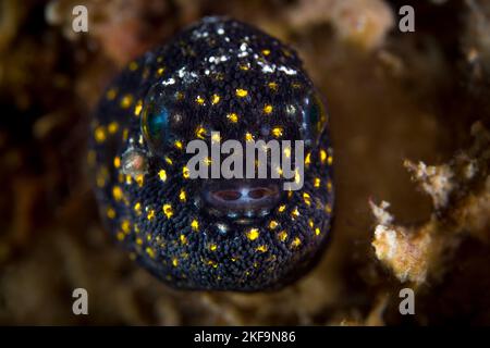 Beautiful pufferfish swimming above healthy coral reef in the Indo Pacific Stock Photo