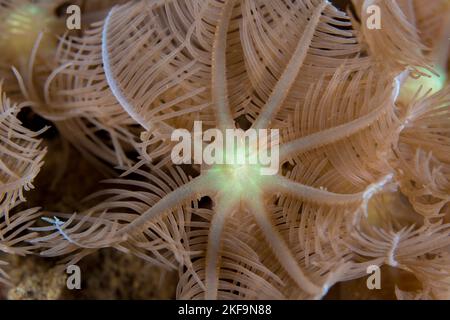 Close of detail of Sea anemone on Coral reef in papua New Guinea Stock Photo