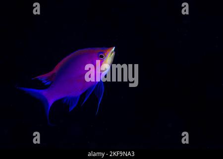 Colourful tropical reef fish above coral reef in Kimbe Bay in papua New Guinea Stock Photo