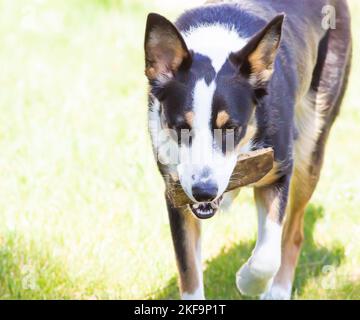 Border collie mix fox terrier fetching stick Stock Photo