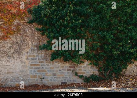 Green Vegetation On An Old Brick Wall. Ivy Beautiful Shape. Grungy Brick Wall Overgrown By Ivy Warm Tint. Brick Wall With Beautiful Green Ivy Foliage Stock Photo