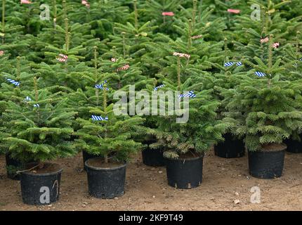 16 November 2022, Brandenburg, Grüntal: Small Christmas trees of the Nordmann fir variety stand in the yard of the Schubert nursery. On the same day, the symbolic starting signal was given for this year's Christmas tree season in Berlin and Brandenburg. Most Germans can hardly imagine Christmas without a decorated fir tree. Regional Christmas tree growers, who raise our trees professionally for many years, ensure short transport distances and added value in the rural region. Photo: Patrick Pleul/dpa Stock Photo
