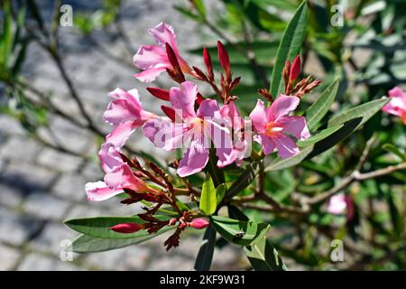 Pink oleander flowers (Nerium oleander) on garden Stock Photo