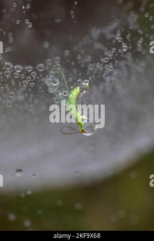 green mosquito chrysopa trapped in a spider web with raindrops. vertical macro photography of animals and nature. copy space. Stock Photo