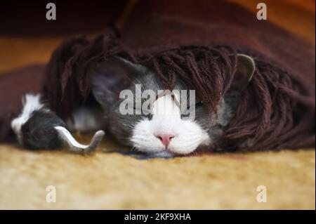 sleeping Devon Rex Stock Photo