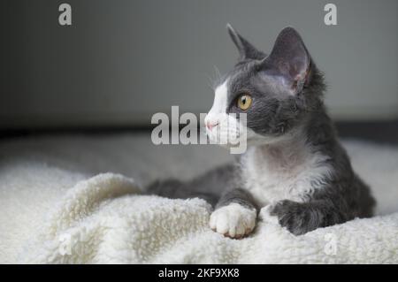 lying Devon Rex Stock Photo