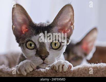 Devon Rex Portrait Stock Photo