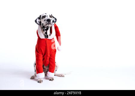 dalmatian dog wearing christmas costum isolated on white. copy space Stock Photo