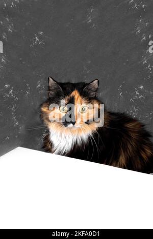 Beautiful tricolor cat is sitting in front of empty white table on dark gray background. Lovely pets. Advertising of products for cats. Copy space for Stock Photo