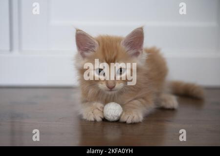 lying Norwegian Forest Kitten Stock Photo