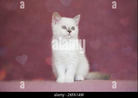 British Shorthair Kitten Stock Photo