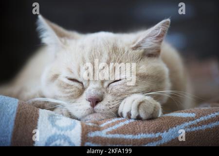 sleeping British Shorthair Stock Photo