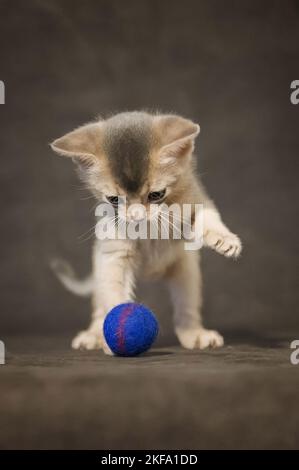 Abyssinian kitten Stock Photo