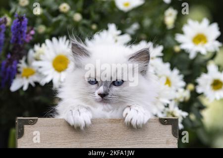 Ragdoll kitten Stock Photo