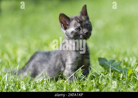 Bengal Cat Kitten Stock Photo