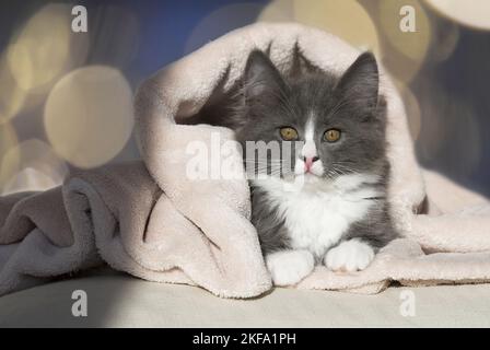 Norwegian Forest Cat Kitten Stock Photo