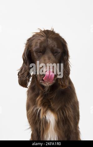 Setter-Mongrel in studio Stock Photo