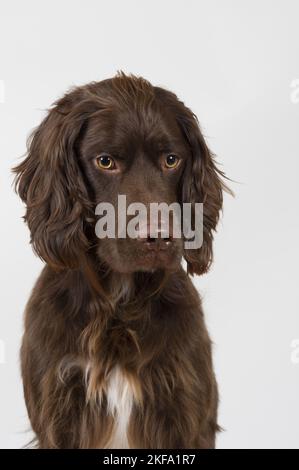 Setter-Mongrel in studio Stock Photo