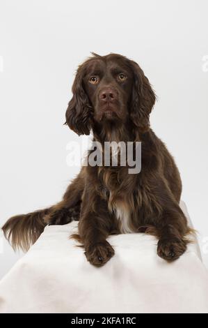 Setter-Mongrel in studio Stock Photo