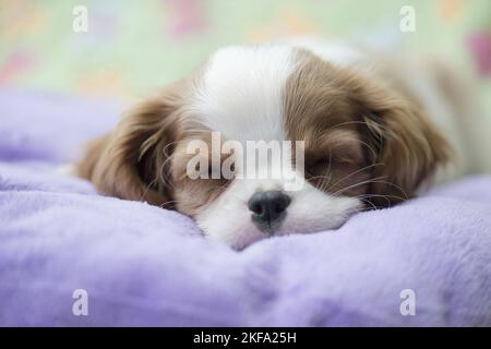 Cavalier King Charles Spaniel Puppy Stock Photo
