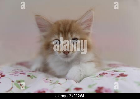 Norwegian Forest Cat Kitten Stock Photo