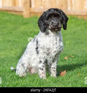 cockapoo dog Stock Photo