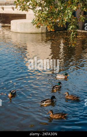 Ducks on the lake in the park. Park in the fall. Autumn trees. Wild ducks are reflected in the lake. Multi-colored bird feathers. A pond with wild Stock Photo