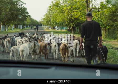 Man tends goat herd scenic photography. Rural landscape. Picture of herder with small village on background. High quality wallpaper. Photo concept for Stock Photo