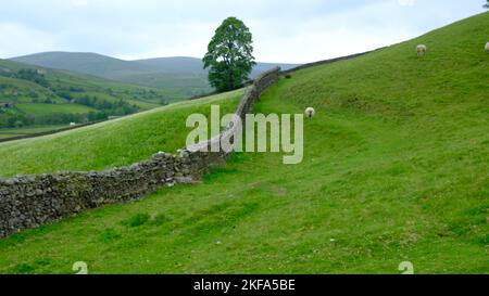 A curved stone wall near Muker, Swaledale, Yorkshire in a beautiful rolling landscape. The tree forms a focal point and adds interest as do the sheep. Stock Photo