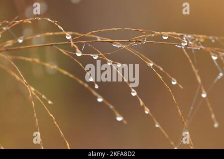 Drops of dew on the grass in morning light Stock Photo
