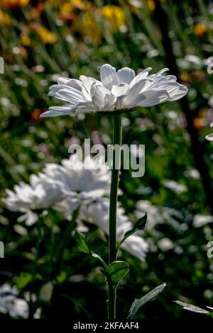 Field of white flowers of chrysanthemums close up Stock Photo