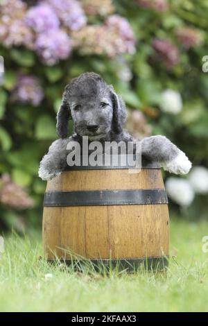 Bedlington Terrier Puppy Stock Photo